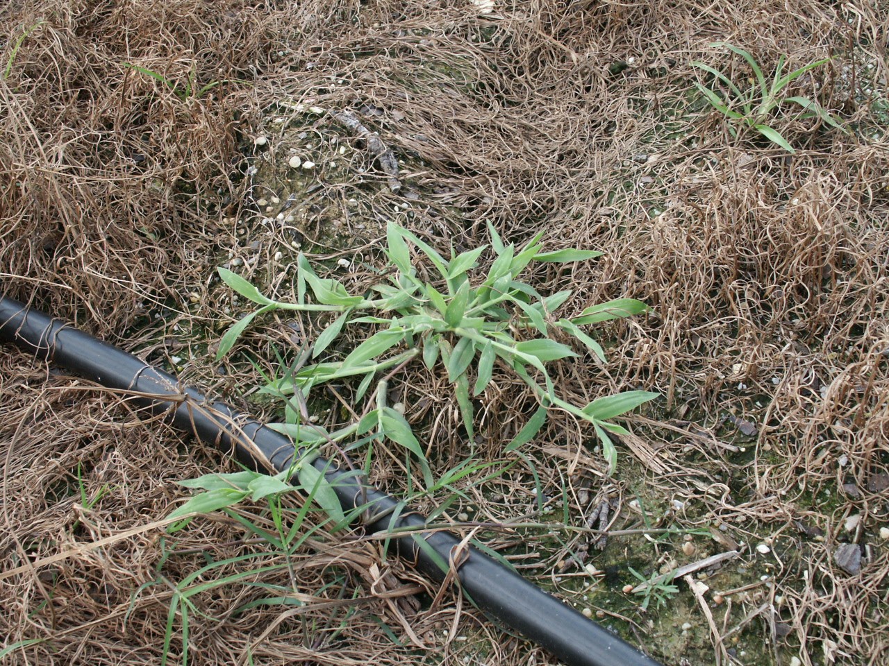 Crabgrass 3jpg